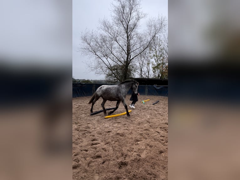 Knabstrupper Mix Stute 6 Jahre 152 cm in Leverkusen