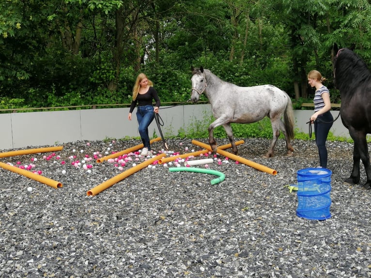 Knabstrupper Mix Stute 6 Jahre 152 cm in Leverkusen