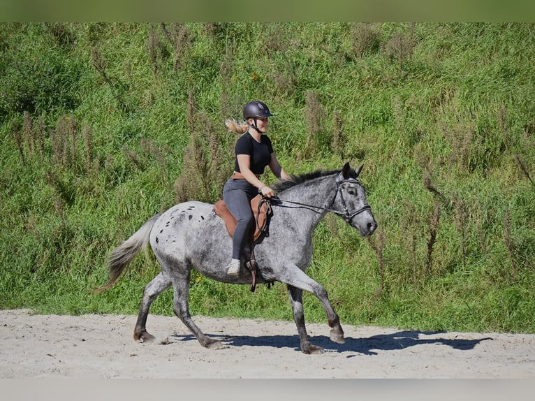 Knabstrupper Mix Stute 6 Jahre 152 cm in Leverkusen