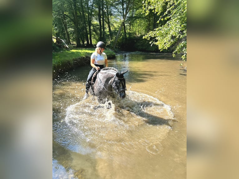 Knabstrupper Mix Stute 6 Jahre 152 cm in Leverkusen