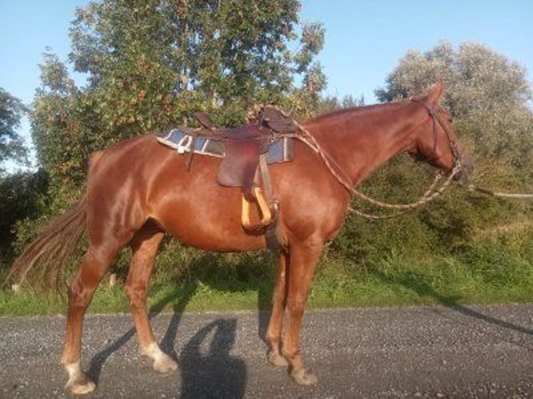 Knabstrupper Stute 6 Jahre 155 cm Fuchs in Ihlienworth