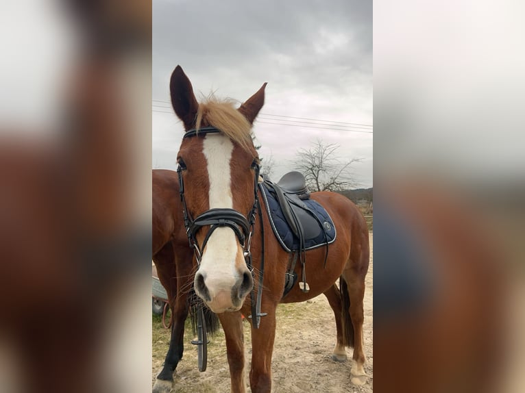 Knabstrupper Stute 8 Jahre 151 cm Fuchs in Butzbach