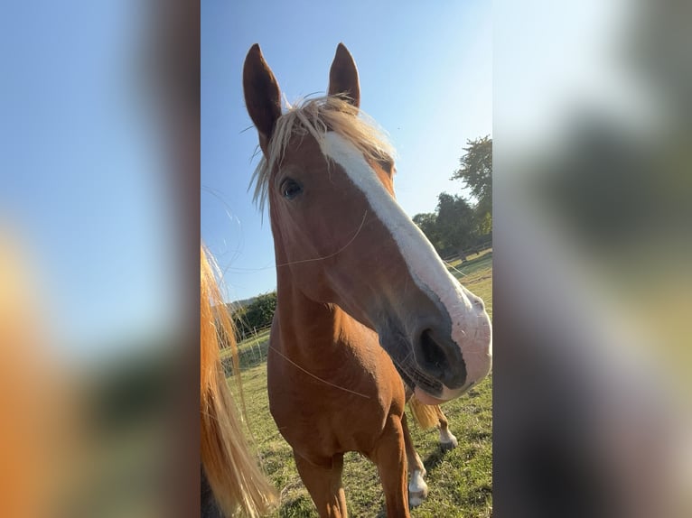 Knabstrupper Stute 8 Jahre 151 cm Fuchs in Butzbach