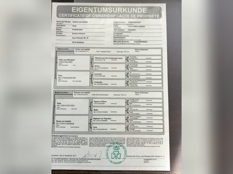 Knabstrupper Stute 8 Jahre 151 cm Fuchs in Butzbach