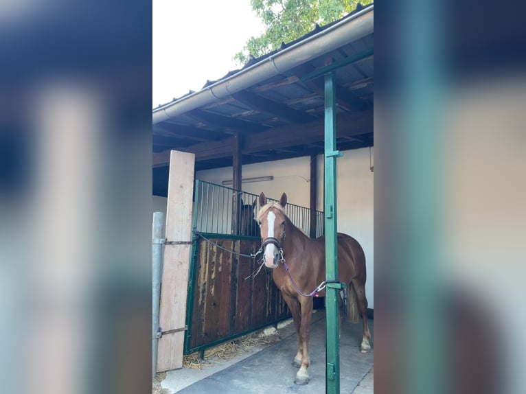 Knabstrupper Stute 8 Jahre 151 cm Fuchs in Butzbach