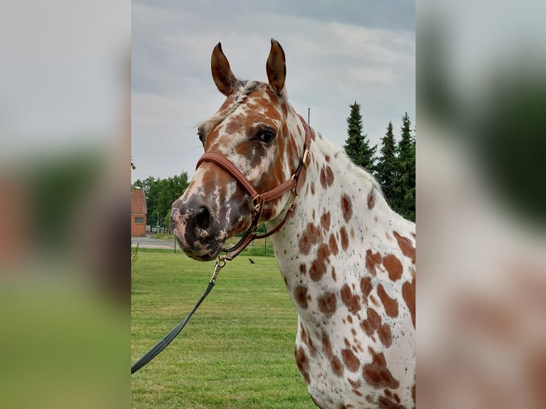 Knabstrupper Stute 9 Jahre 145 cm Tigerschecke in Naila
