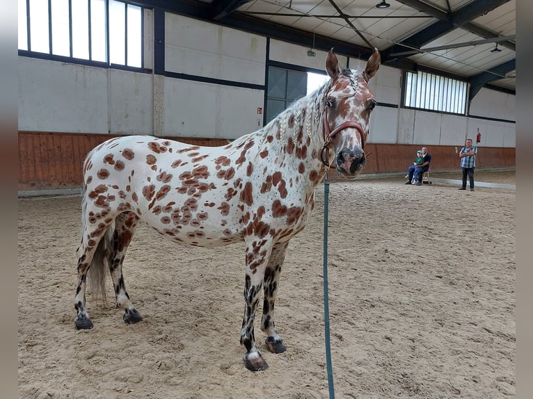 Knabstrupper Stute 9 Jahre 145 cm Tigerschecke in Naila
