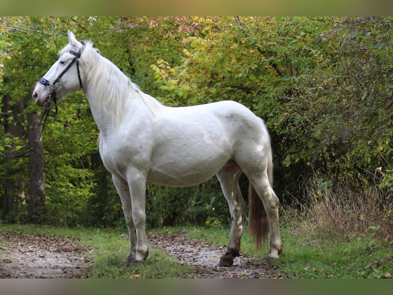 Knabstrupper Stute 9 Jahre 150 cm White in Ro&#xDF;haupten