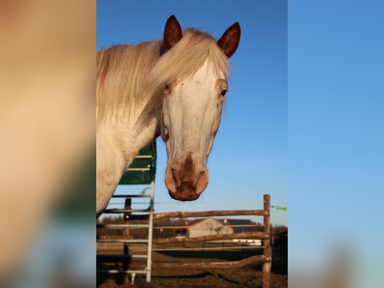 Knabstrupper Stute 9 Jahre 150 cm White in Roßhaupten