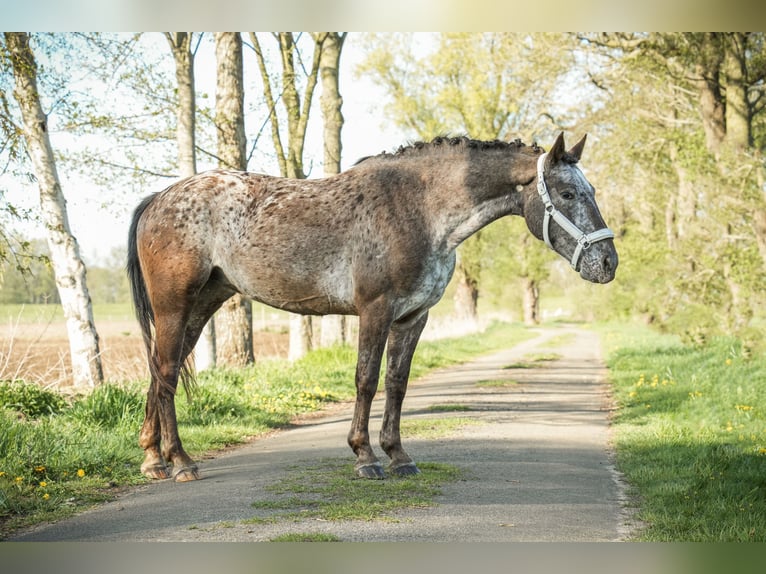 Knabstrupper Stute 9 Jahre 153 cm Schecke in Dörpen