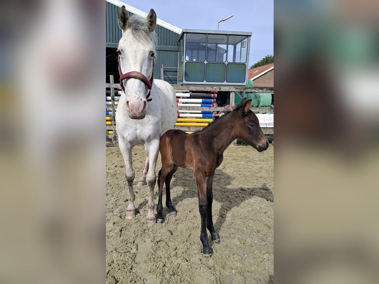 Knabstrupper Mix Stute Fohlen (04/2026) 160 cm Brauner in Strijen