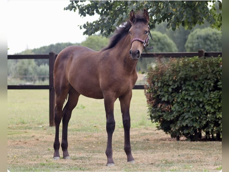 Knabstrupper Mix Stute Fohlen (04/2026) 160 cm Brauner in Strijen