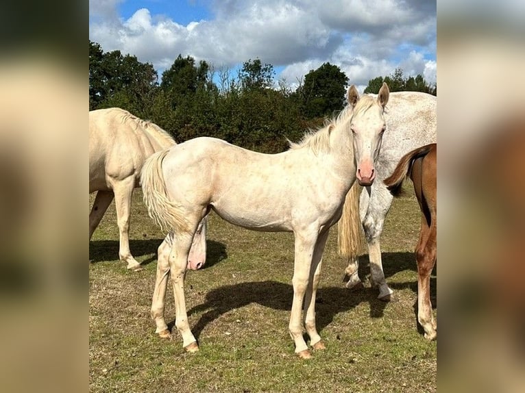 Knabstrupper Mix Stute Fohlen (05/2026) 168 cm Cremello in Monmouth