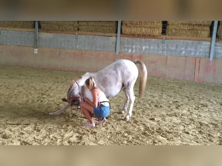 Knabstrupper Blandning Valack 12 år 144 cm Leopard-Piebald in Ratingen