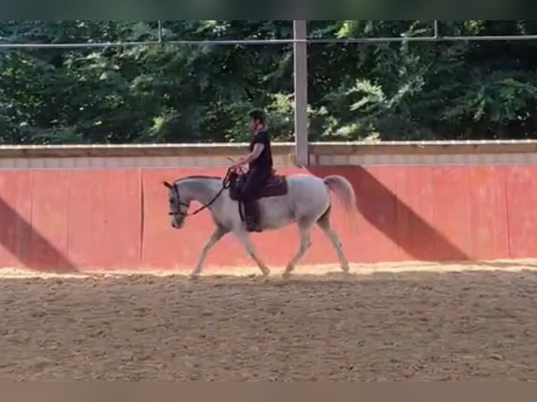 Knabstrupper Blandning Valack 12 år 144 cm Leopard-Piebald in Ratingen