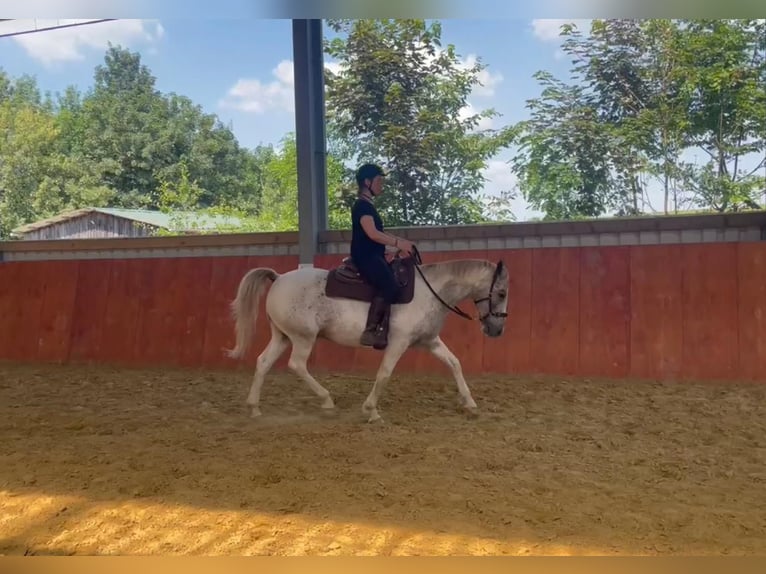 Knabstrupper Blandning Valack 12 år 144 cm Leopard-Piebald in Ratingen