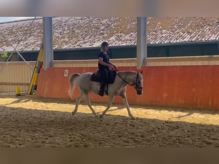 Knabstrupper Blandning Valack 12 år 144 cm Leopard-Piebald in Ratingen