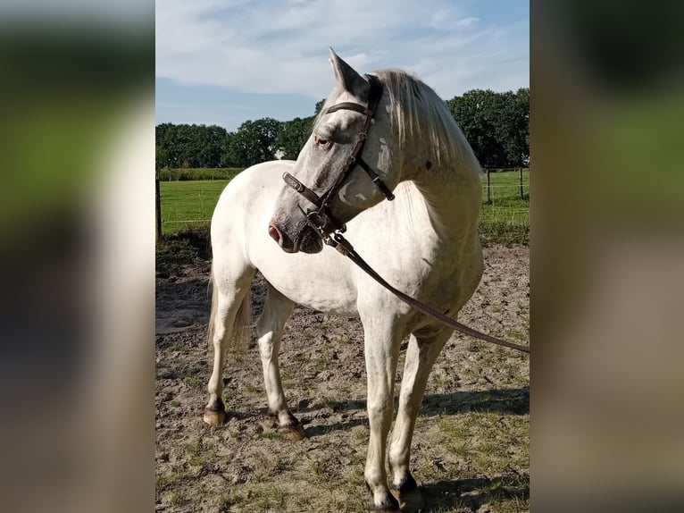 Knabstrupper Valack 3 år 155 cm Leopard-Piebald in Oldenburg