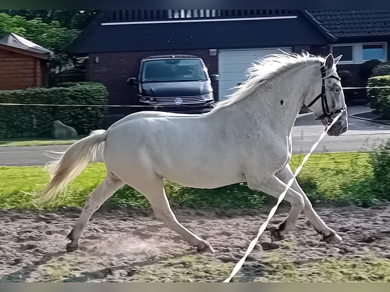 Knabstrupper Valack 3 år 155 cm Leopard-Piebald in Oldenburg