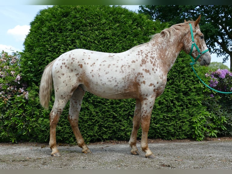 Knabstrupper Valack 4 år 160 cm Leopard-Piebald in Lathen