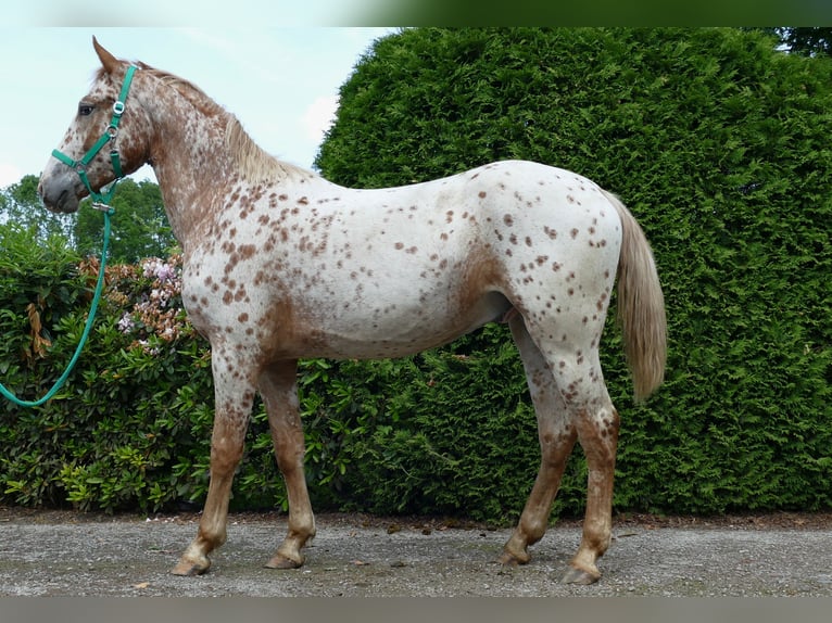 Knabstrupper Valack 4 år 160 cm Leopard-Piebald in Lathen