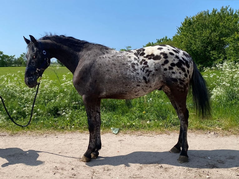 Knabstrupper Valack 4 år 164 cm Leopard-Piebald in Süderlügum