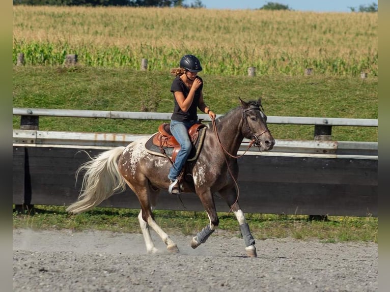 Knabstrupper Blandning Valack 5 år 146 cm in Schallstadt