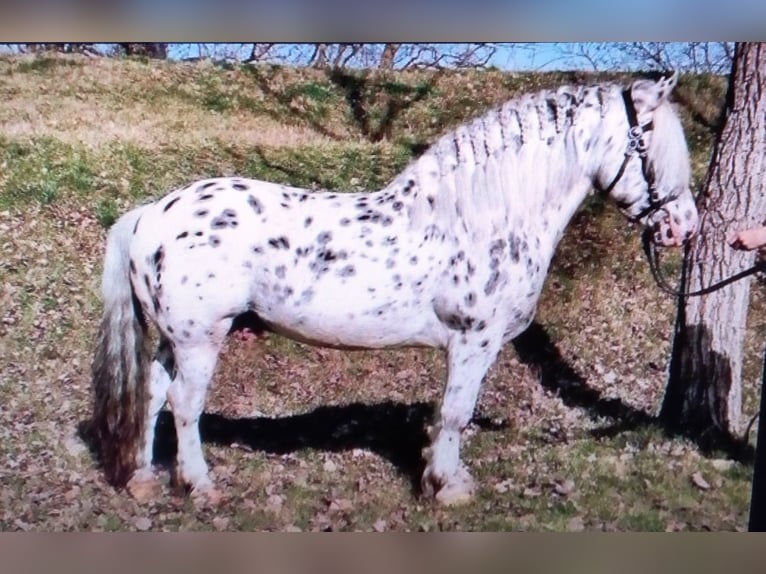 Knabstrupper Valack 8 år 140 cm Leopard-Piebald in Schwechatbach