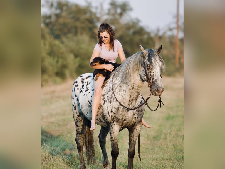 Knabstrupper Wallach 10 Jahre 163 cm in Waco, TX