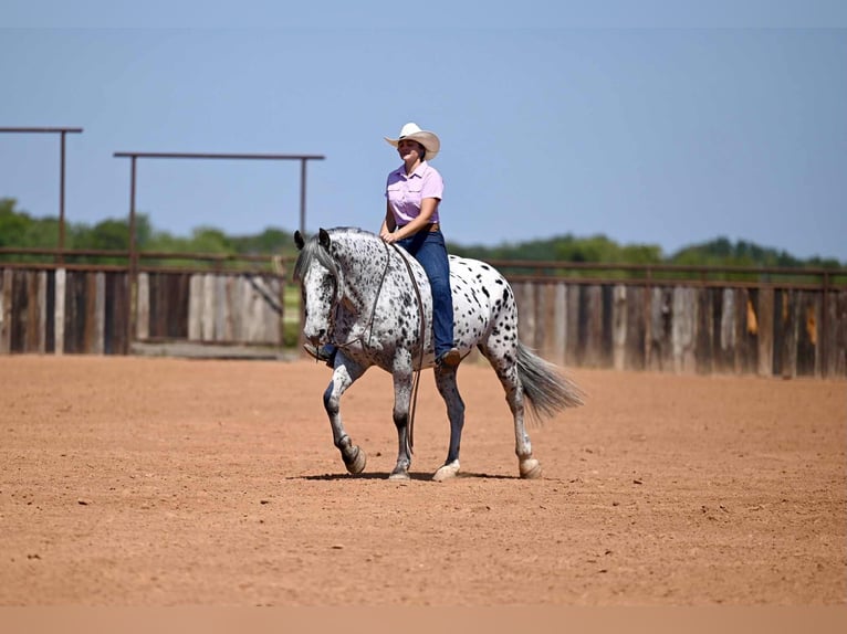 Knabstrupper Wallach 10 Jahre 163 cm in Waco, TX