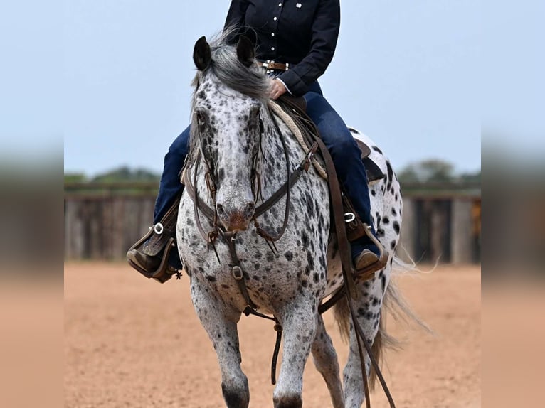 Knabstrupper Wallach 10 Jahre 163 cm in Waco, TX
