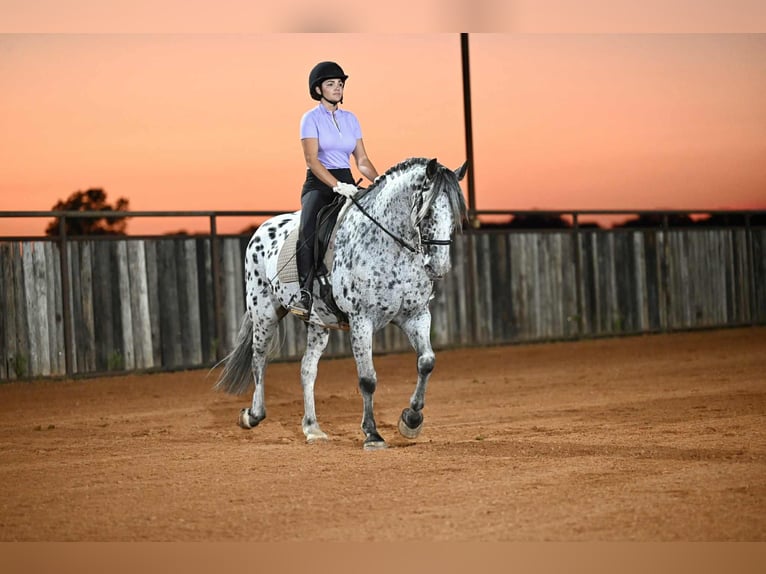 Knabstrupper Wallach 10 Jahre 163 cm in Waco, TX