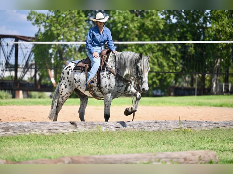 Knabstrupper Wallach 10 Jahre 163 cm in Waco, TX