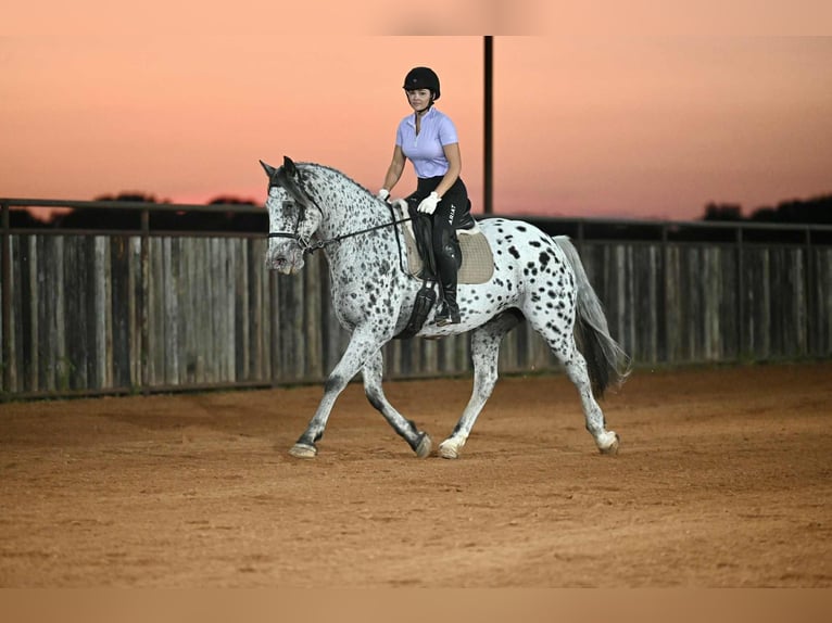 Knabstrupper Wallach 10 Jahre 163 cm in Waco, TX
