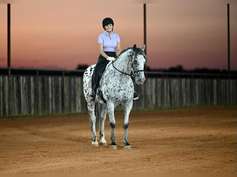 Knabstrupper Wallach 10 Jahre 163 cm in Waco, TX