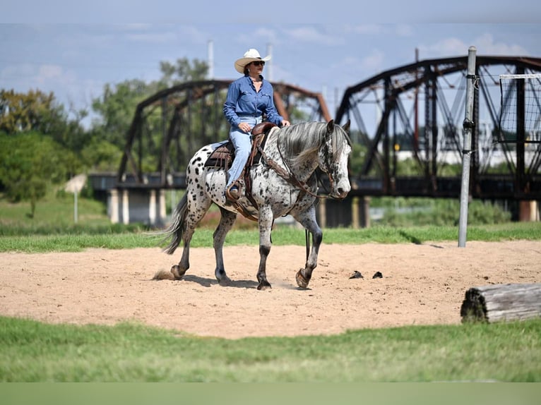 Knabstrupper Wallach 10 Jahre 163 cm in Waco, TX
