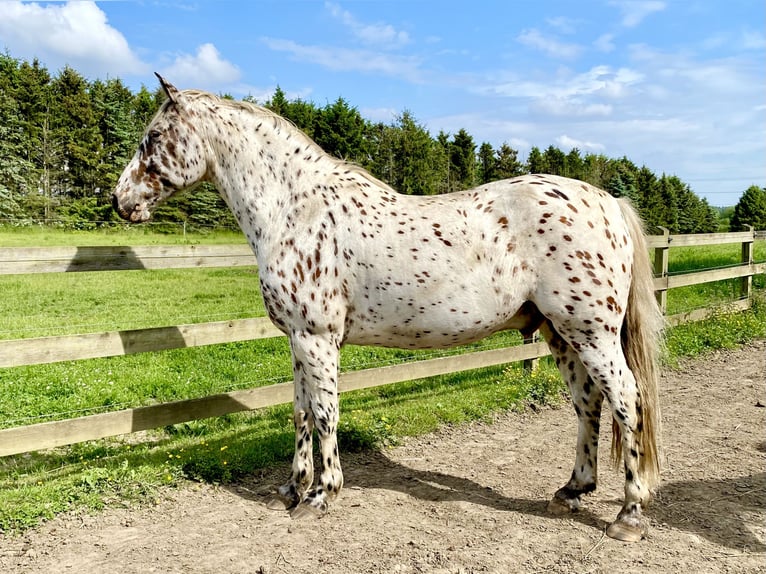 Knabstrupper Wallach 12 Jahre 158 cm Tigerschecke in Fredensborg