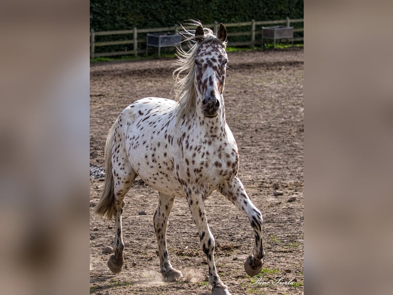 Knabstrupper Wallach 12 Jahre 158 cm Tigerschecke in Fredensborg