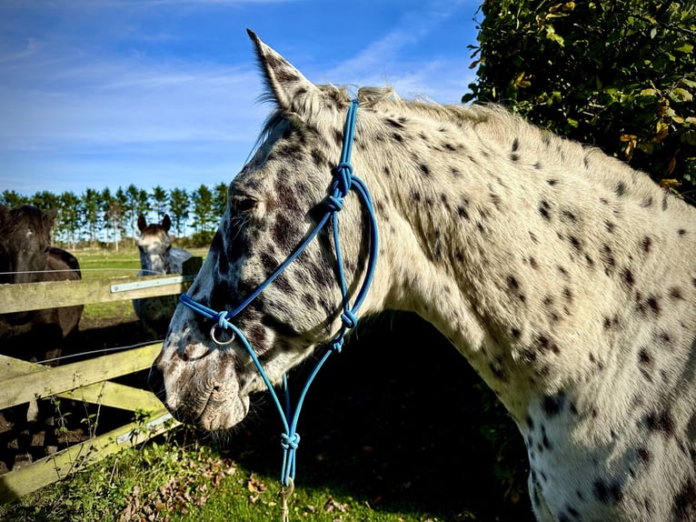 Knabstrupper Wallach 12 Jahre 160 cm Tigerschecke in Fredensborg