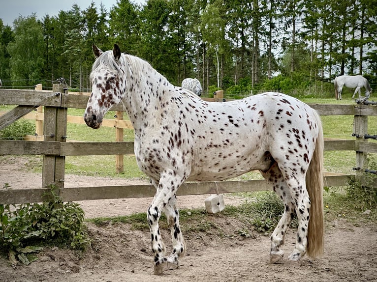 Knabstrupper Wallach 12 Jahre 160 cm Tigerschecke in Fredensborg