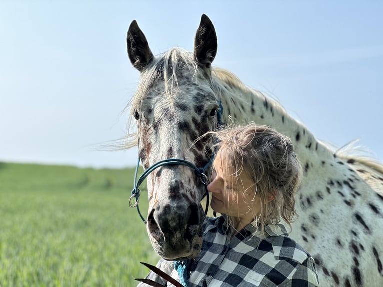 Knabstrupper Wallach 12 Jahre 160 cm Tigerschecke in Fredensborg
