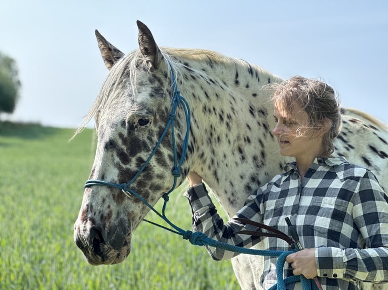 Knabstrupper Wallach 12 Jahre 162 cm Tigerschecke in Fredensborg