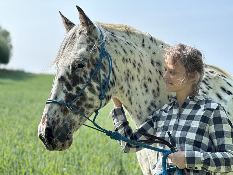 Knabstrupper Wallach 12 Jahre 162 cm Tigerschecke in Fredensborg