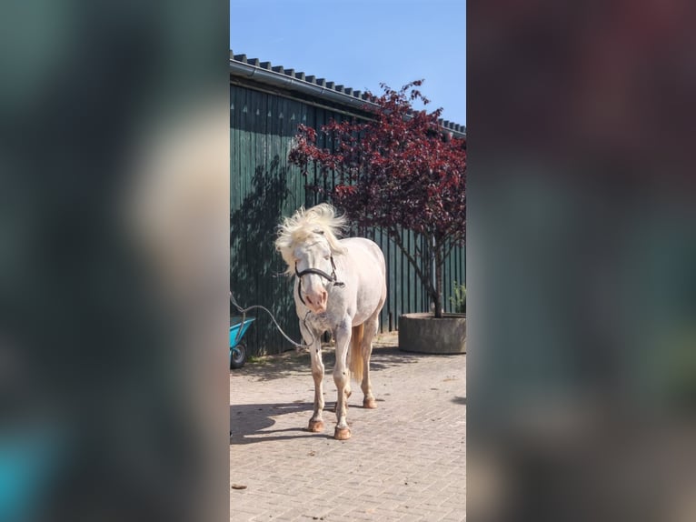 Knabstrupper Wallach 13 Jahre 164 cm  in Hennef