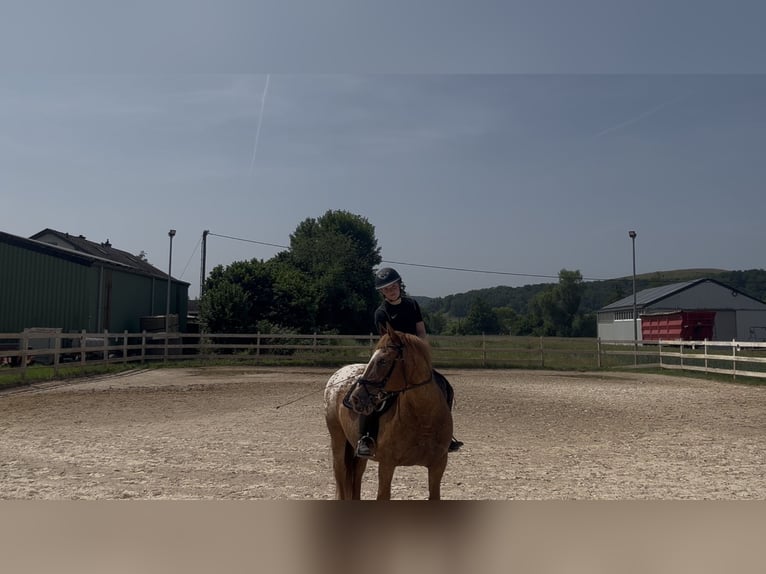 Knabstrupper Wallach 14 Jahre 138 cm in Esch