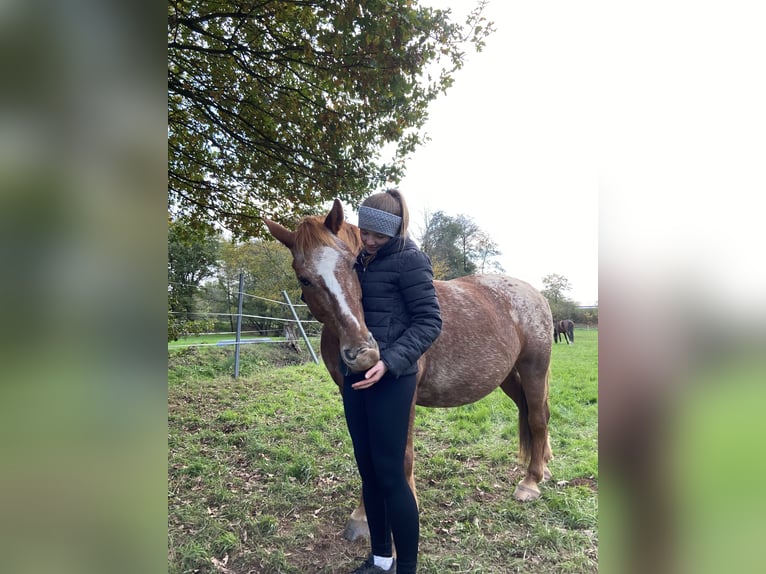 Knabstrupper Wallach 14 Jahre 138 cm in Esch