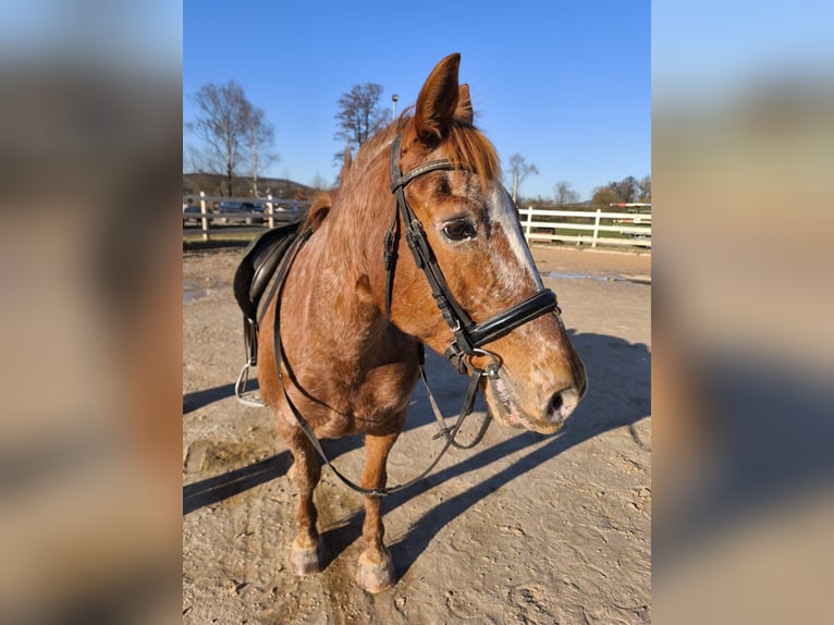 Knabstrupper Wallach 14 Jahre 138 cm in Esch