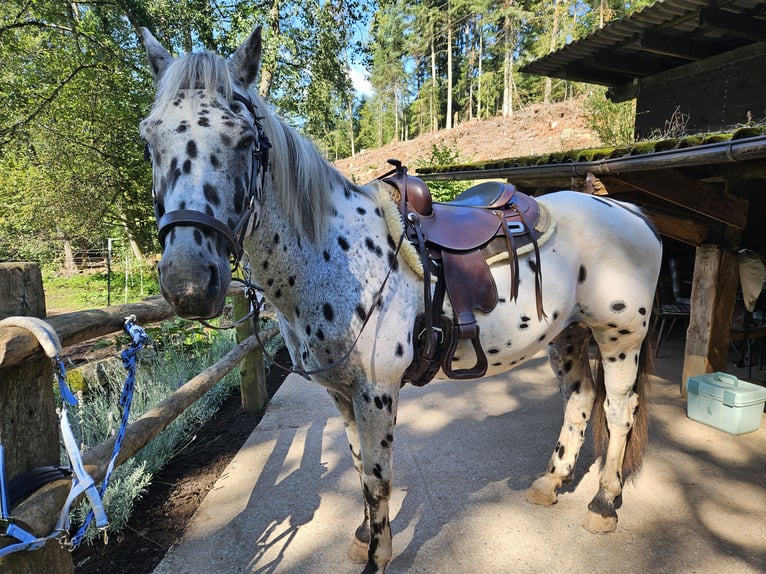 Knabstrupper Mix Wallach 14 Jahre 153 cm Tigerschecke in Wehr