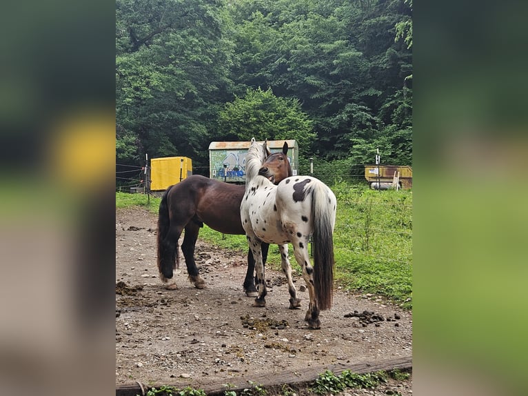 Knabstrupper Mix Wallach 14 Jahre 153 cm Tigerschecke in Wehr
