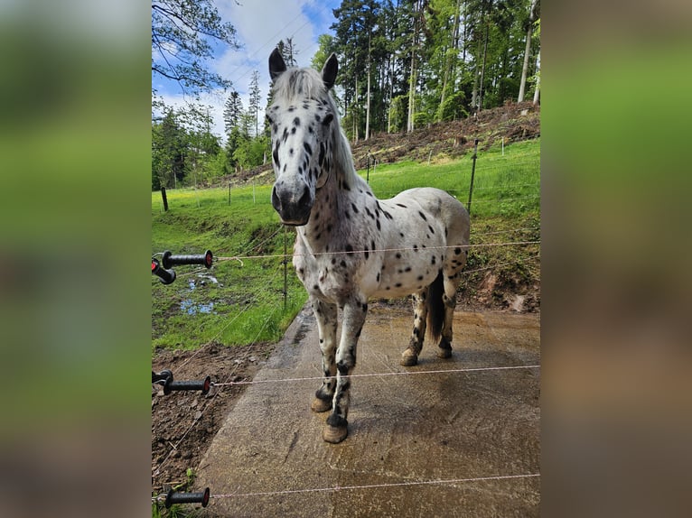 Knabstrupper Mix Wallach 14 Jahre 153 cm Tigerschecke in Wehr